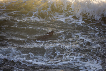 A dog is swimming in the ocean
