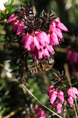 Honey bee collecting pollen from heather flowers in the springtime