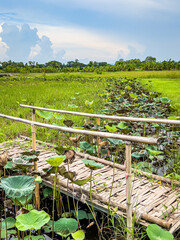 A small bridge made from bamboo. to use for crossing a short canal full of lotus flowers.