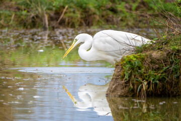 Great egret with a small fish. Ardea alba or Casmerodius albus or common egret, large egret, or great white egret or great white heron with a prey. Isola della Cona, Friuli Venezia Giulia, Italy.
