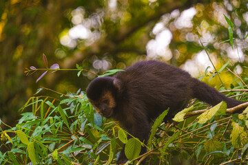 Iguazu National Park monkey, waterfalls on the border between Brazil and Argentina.