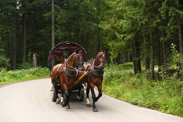 Poland, Zakopane, 17 August 2023. Horses transport people in the mountains.