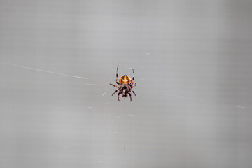 The Spider