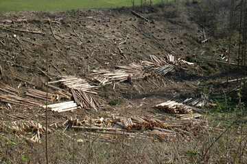 FU 2022-03-26 Siegsteig 104 Im Tal liegen viele gefällte Bäume