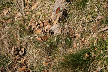 FU 2022-03-26 Siegsteig 149 Auf dem Baumstamm liegt ein Schmetterling