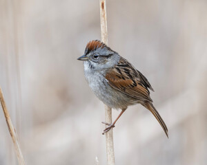 Swamp Chocolate - A Swamp Sparrow on territory in a marsh - Ontario