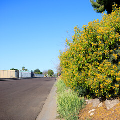 Blooming Feathery Cassia (Senna Artemisioides) planted as informal hedge or sound barrier at...