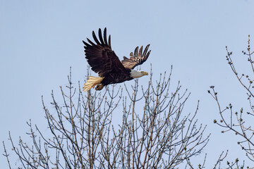 The Bald eagle (Haliaeetus leucocephalus)  in flight