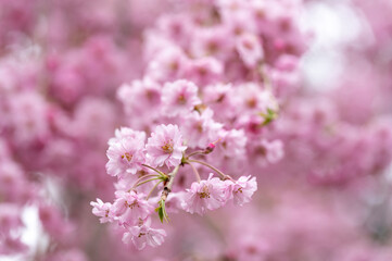 Japanese cherry Blossom (Sakura tree) spring season or hanabi season in japan, outdoor pastel color background