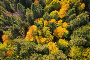 Drone photo of coniferous forest in late autumn on mountain landscape - 757333372