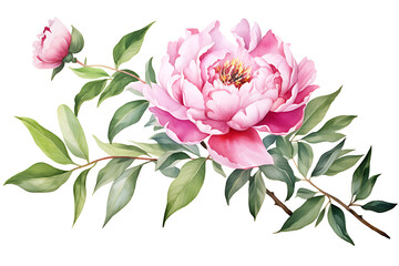 watercolor painting realistic Pink peony, branches and leaves on white background. Clipping path included.