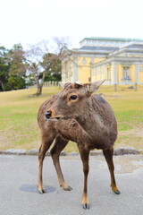 NARA, JAPAN - MARCH 12: Wild deer on March 12, 2024 in Nara, Japan. Nara is a major tourism destination in Japan - former capita city and currently UNESCO World Heritage Site.