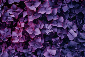 Fotobehang Purple hydrangea flowers in full bloom creating a beautiful natural pattern for botanical backgrounds or floral designs © Breezze