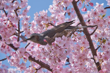 春の風景　ヒヨドリと桜
