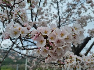 벚꽃,하얀꽃,봄에 만개한 벚꽃