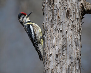 Sucker of Sap - A female Yellow-bellied Sapsucker perches on the side of a tree