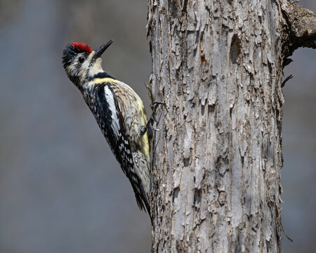 Sucker of Sap - A female Yellow-bellied Sapsucker perches on the side of a tree