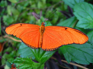 butterfly on leaf