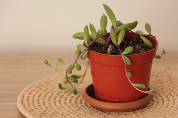 Othonna capensis also known as Ruby Necklace, Succulent Plant in Pot