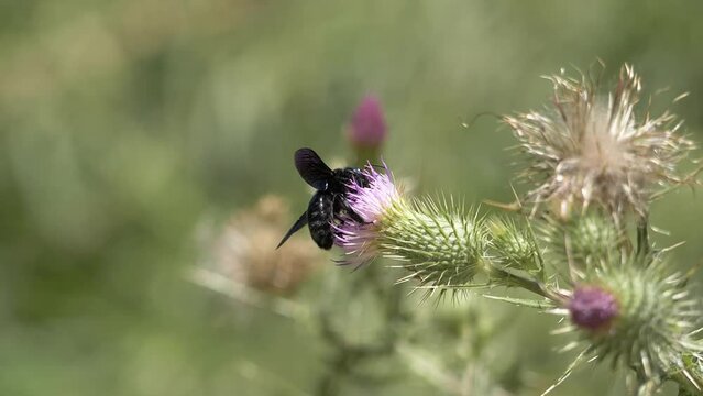 4k cámara lenta, abejorro negro en flor de cardo, se va volando, primavera, polinizador