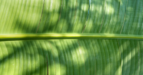 Tropical green banana leaf with sun shadow, close up texture background - 757337749