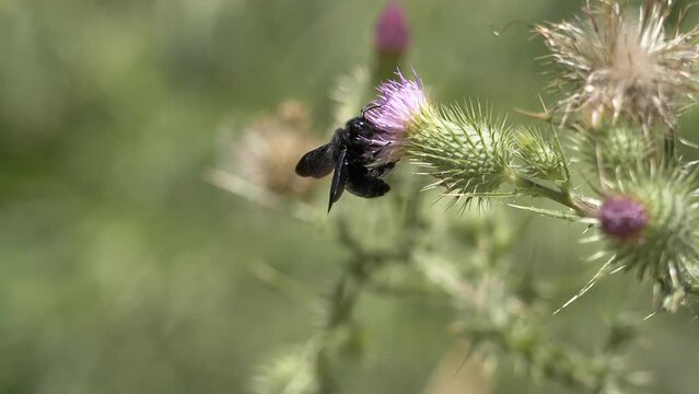 Abejorro negro cámara lenta en flor de cardo, primavera