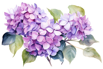 watercolor painting realistic Purple hydrangea flowers, branches and leaves on white background. Clipping path included.