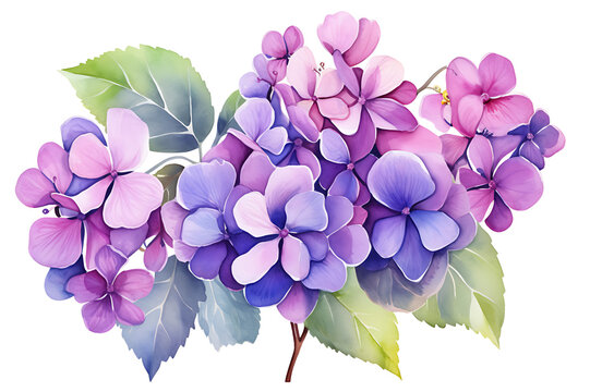 watercolor painting realistic Purple hydrangea flowers, branches and leaves on white background. Clipping path included.