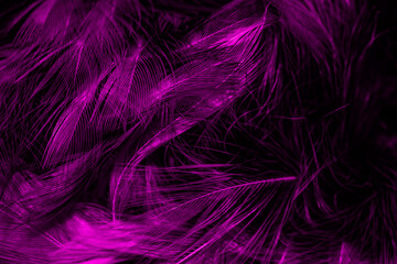 black and violet feathers. background