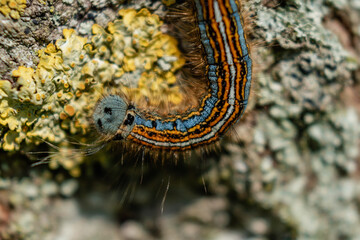 Caterpillar seen in a fruit tree, possibly the lackey moth, malacosoma neustria, lepidoptera