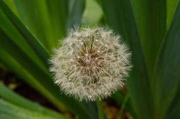 close-up: isolated dandelion seedhead in green grass in the lane