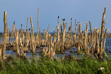 Baumstumpfe mit Wasservögel im Naturschutzgebiert Peenetal nahe Insel Usedom in...