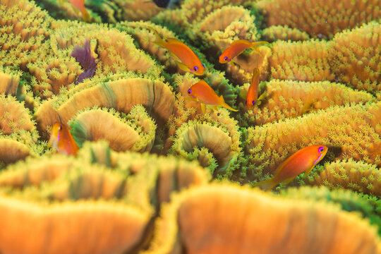 Anthias Fish Swimming Over Turbinaria Coral