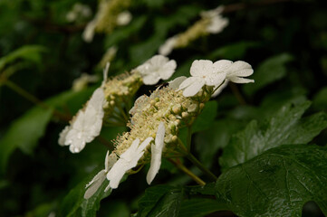 close-up: white flowers in corymbs of European cranberrybush some of them expanded with five white...