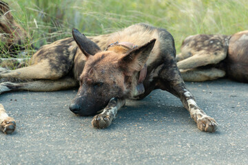 Lycaon, Lycaon pictus, Afrique du Sud