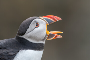 Close-up Profile of Puffin with Open Beak