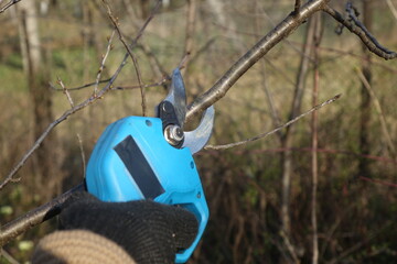 Pruning trees with electric pruning shears branch cutter automatic with battery to easyprune branches of trees. Gardening electric tool equipment.