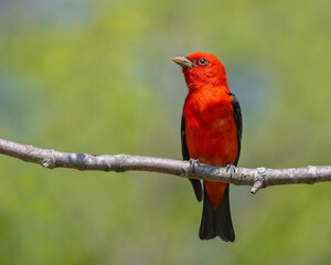 Black-winged Redbird - a male Scarlet Tanager during spring migration - Ontario