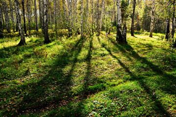 the shadows from the birches spread out in a beam from the bright summer sunlight in the forest on the green grass