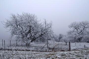 Raureifverzierte Landschaft mit Zaun und kahlen alten Obstb&auml;umen