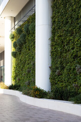 A green, living wall on an office building. The wall has been covered in green plants.