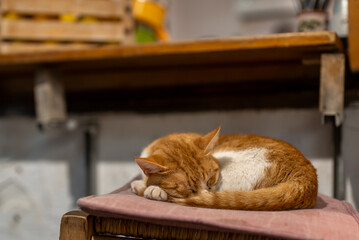 A ginger cat sleeps on a chair at a diner. - 757349547
