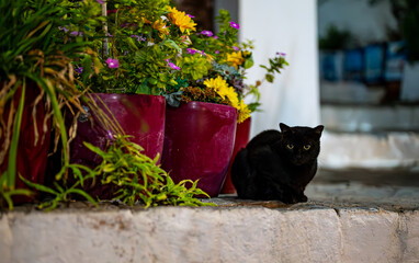 Portrait of a black cat on the street. - 757349573