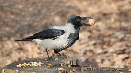 crow on the ground