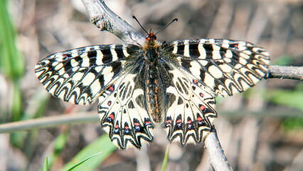 butterfly on a leaf