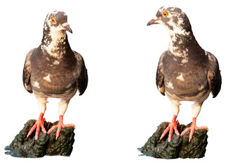 close up shot on standing pigeon action , bird of peace, on the park of big city, isolated on PNG format - 757349914