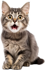 Fototapeta premium british cat with surprise face