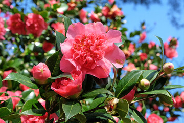 Pink double peony Camellia 'Laura Boscawen' in flower