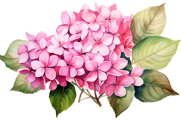watercolor painting realistic Pink hydrangea flowers, branches and leaves on white background. Clipping path included.