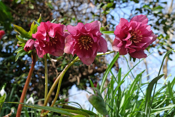 Pink double Helleborus, hybrid hellebore ÔWinter Jewel Berry SwirlÕ in flower.